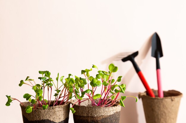Auto-coltivazione di micro-vegetazione in casa piantine di ravanello microgreen