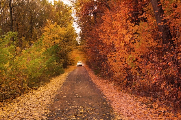 Auto su strada in boschi autunnali con foglie gialle Mattina autunnale atmosferica