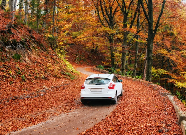 Auto su un sentiero nel bosco