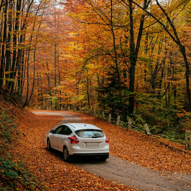 Auto su un sentiero nel bosco