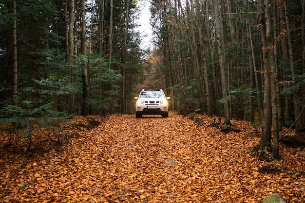 Automobile bianca del suv alla strada del sentiero nella foresta di autunno