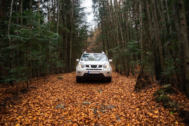 Automobile bianca del suv alla strada del sentiero nella foresta di autunno