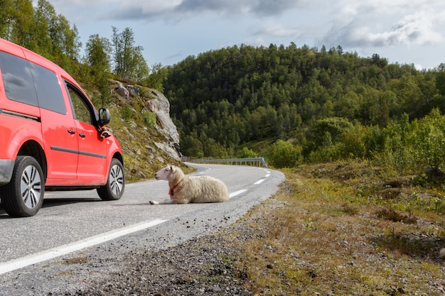 Automobile rossa che passa una pecora che riposa nella strada in Norvegia. Setesdal