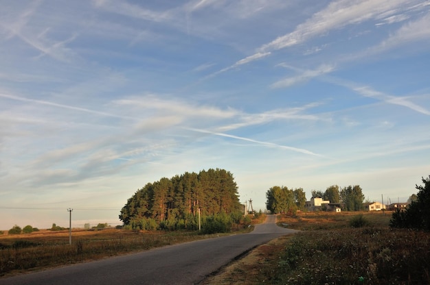 Autostrada e pini in una mattina di sole nella campagna della regione di Ryazan Russia