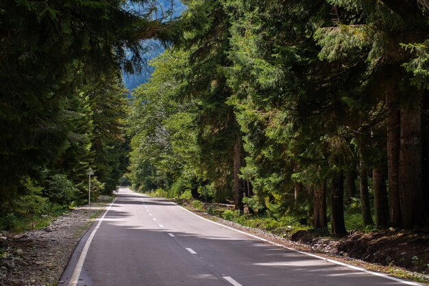 Autostrada nella foresta