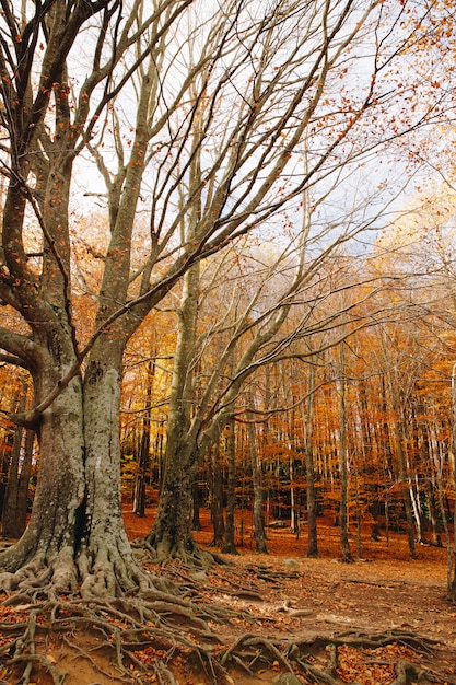 Autumn Background di una foresta variopinta con le grandi radici nella terra e nelle foglie