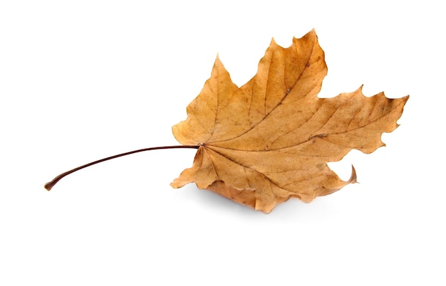 Autumn Leaf