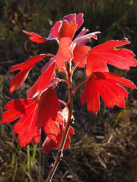 Autumn Leaf