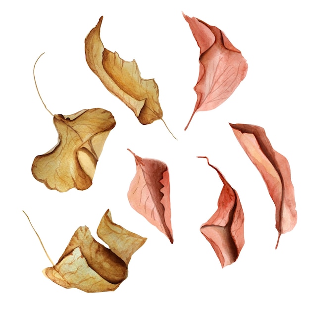 Autumn leaves set