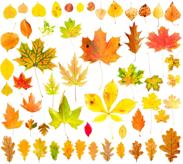 Autumn leaves vector pack