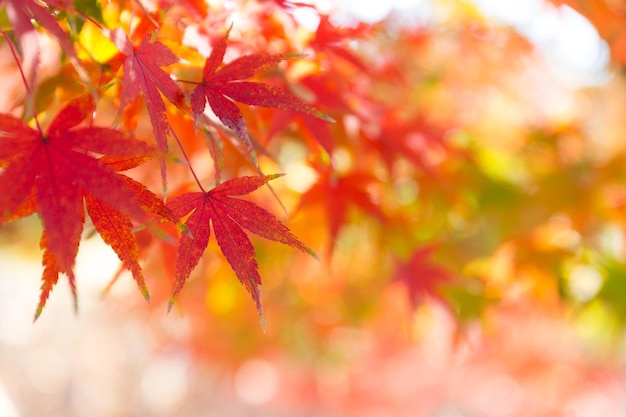 Autumn Maple Leaf