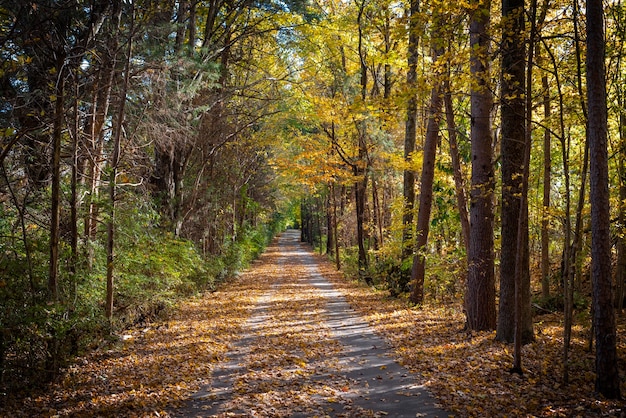 Autumn Path con le foglie cadute in una foresta