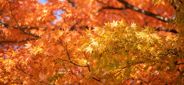 Autumn Red Maple Leaves con il fondo del copyspace.