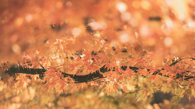 Autumn Red Maple Leaves con il fondo del copyspace.