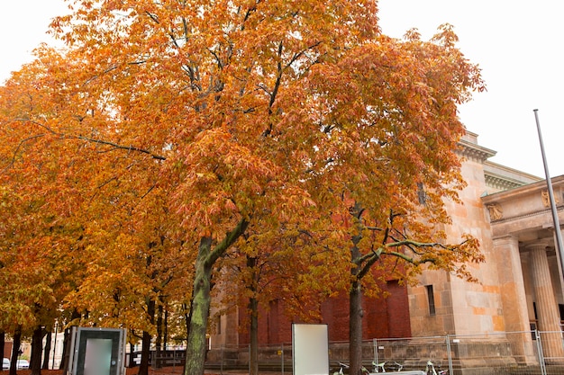 Autunno aceri sulla strada sotto il tiglio a Berlino, Germany