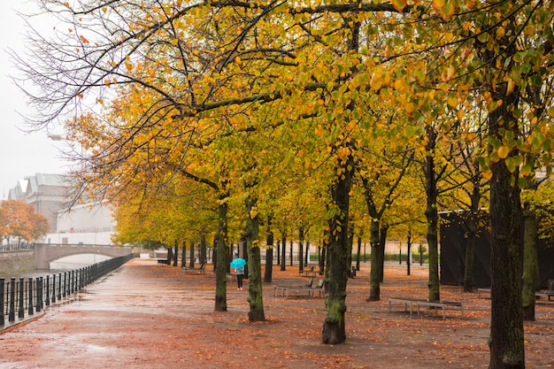 Autunno aceri sulla strada sotto il tiglio a Berlino, Germany