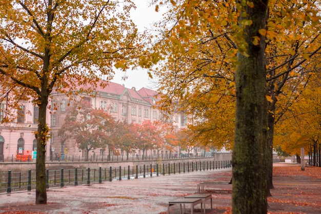 Autunno aceri sulla strada sotto il tiglio a Berlino, Germany