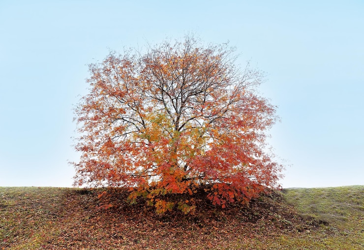 Foto autunno alberi colorati paesaggio sullo sfondo del cielo blu caduta natura sfondo grande carta da parati design