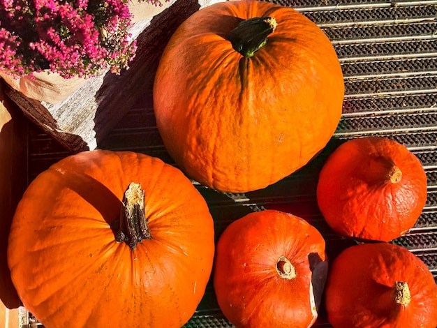 Autunno autunno arredamento stagionale arancione tradizionale zucca di Halloween vegetale