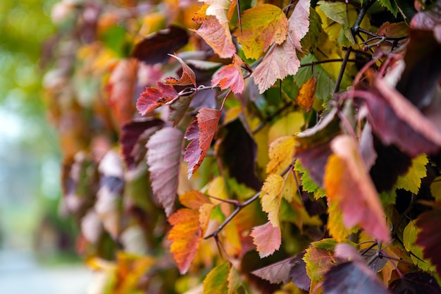 Autunno autunno foglie di edera texture naturale sfondo Colorato rosso rosa giallo verde foglia da vicino