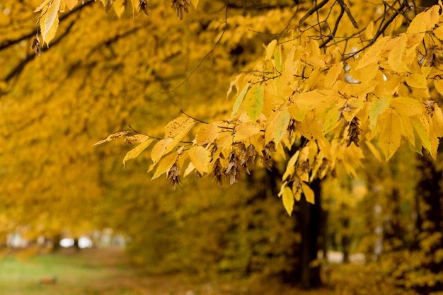 Autunno, autunno, foglie di sfondo. Un ramo di un albero con foglie autunnali su uno sfondo sfocato. Paesaggio nella stagione autunnale.