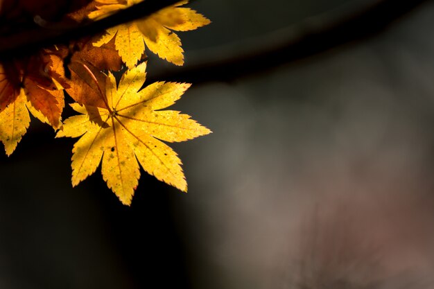 Autunno, autunno, fondo