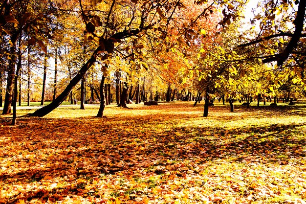 Autunno. Autunno. Parco autunnale. Alberi e foglie d'autunnali