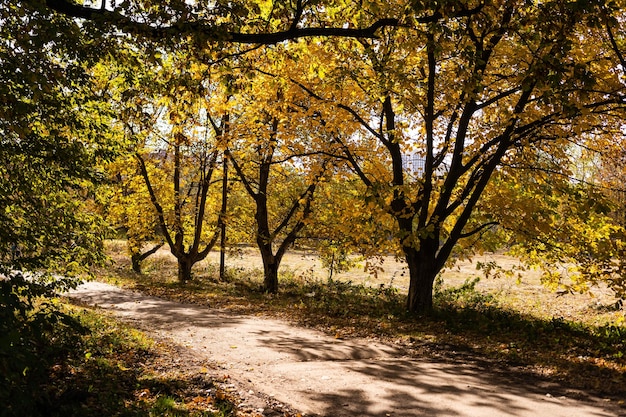 Autunno. Autunno. Parco autunnale. Alberi e foglie d'autunnali