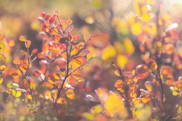 Autunno Background