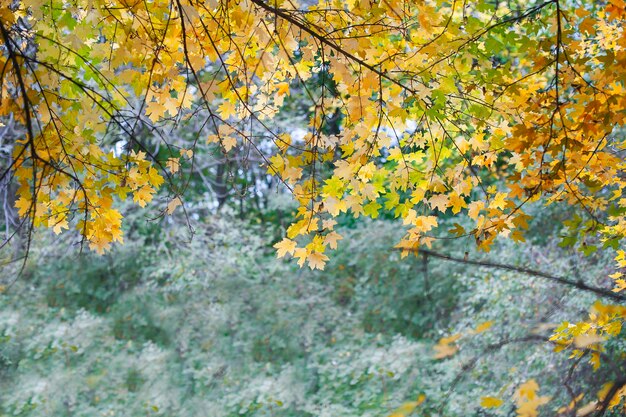 Autunno Background