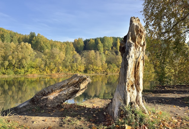 Autunno Banca del fiume Inya Frammenti di un tronco d'albero sullo sfondo di un ripido pendio