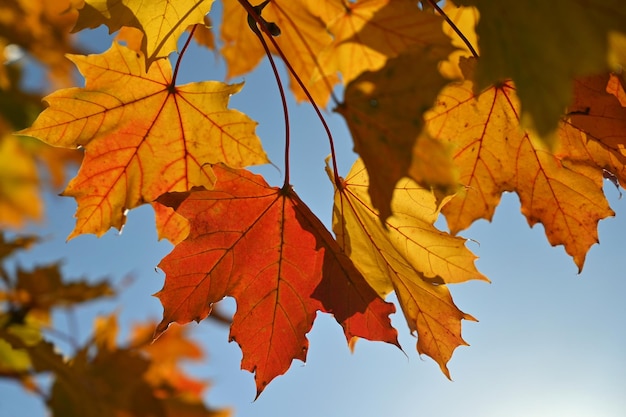 Autunno Belle foglie colorate sugli alberi in autunno Colore di sfondo stagionale naturale per l'autunno