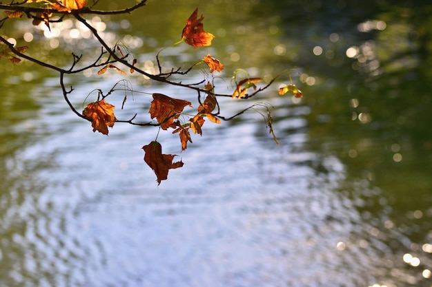Autunno Belle foglie colorate sugli alberi in autunno Colore di sfondo stagionale naturale