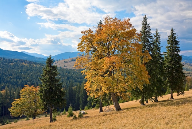 Autunno collina di montagna con alberi colorati (Carpazi, Ucraina)