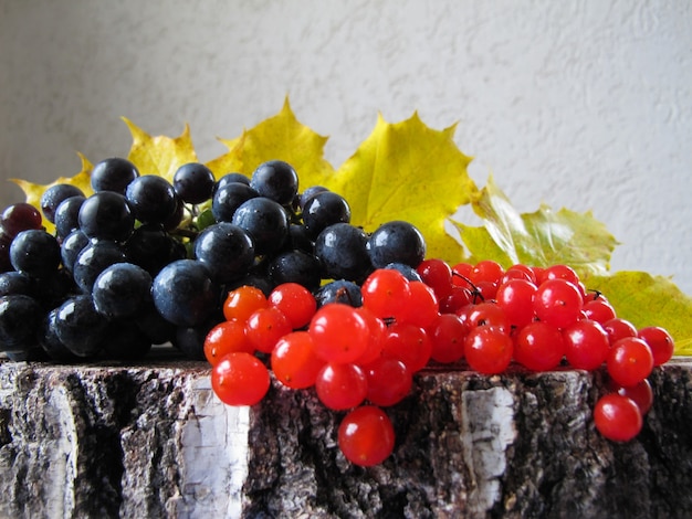 Autunno colorato still life uve nere bacche rosse di viburno e foglie di acero gialle sulla betulla