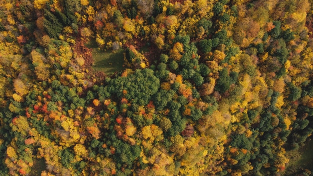 Autunno colorato