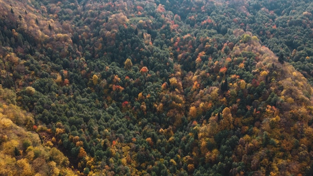 Autunno colorato