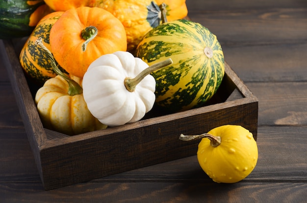 Autunno composizione del ringraziamento con Assorted Mini Pumpkins in legno vassoio su un tavolo di legno