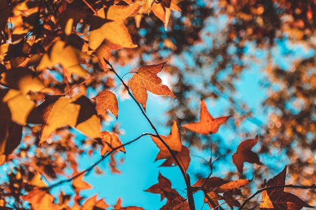 Autunno con le sue bellissime foglie d'acero colorate.