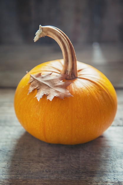 Autunno con zucca. Giorno del Ringraziamento.