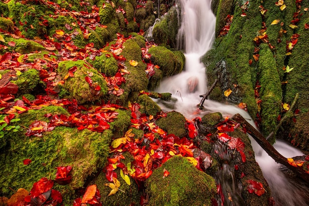 Autunno creek bosco e alberi gialli soleggiati fogliame rocce nella foresta di montagna. Escursioni di viaggio idilliache