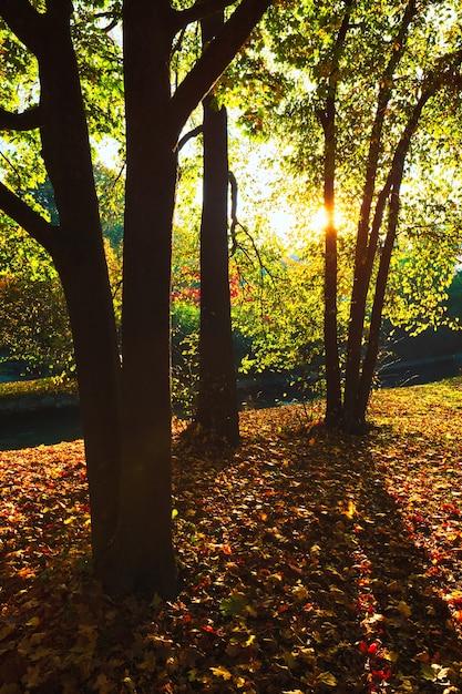 Autunno d'oro autunno ottobre nella famosa Monaco di Baviera luogo di relax englishgarten munchen bavaria germany