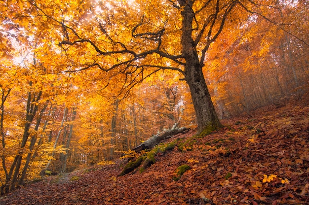 Autunno d'oro. Foresta di faggi Demirci yayla