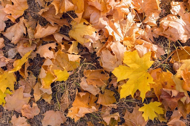 Autunno dorato degli aceri nel parco