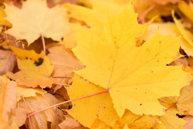 Autunno dorato degli aceri nel parco