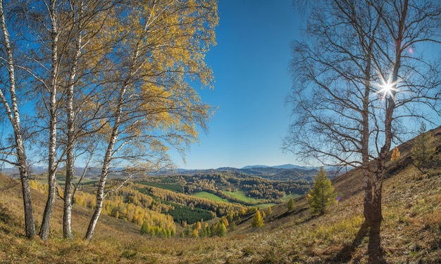 Autunno dorato estate indiano raggi di sole attraverso i rami foresta di betulla e bordo pittoresco