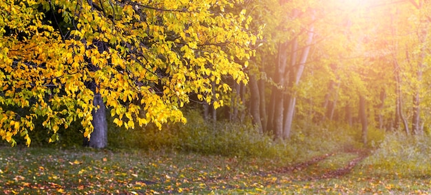 Autunno dorato. Foresta dorata con alberi gialli con tempo soleggiato, panorama