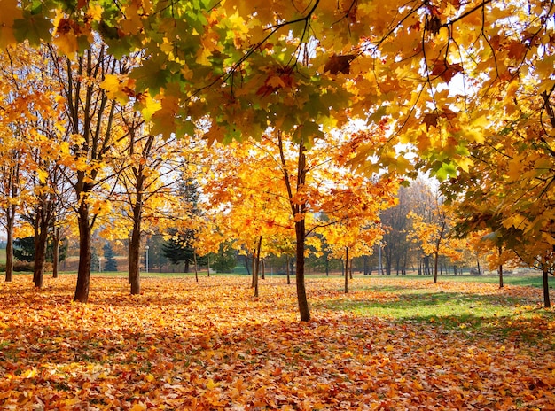 Autunno dorato negli alberi del parco in una giornata di sole con foglie ingiallite e verdi nella foschia autunnale