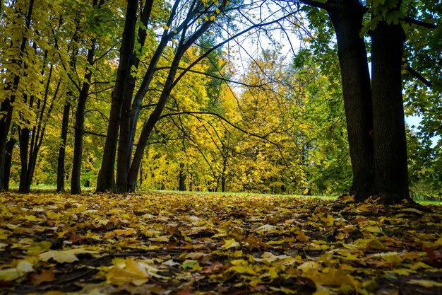 Autunno dorato nel parco cittadino