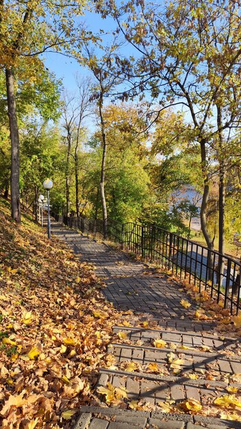 autunno dorato nel parco